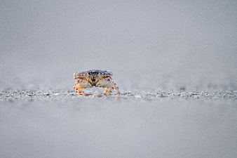 Close-up of a small crab on white sand beach