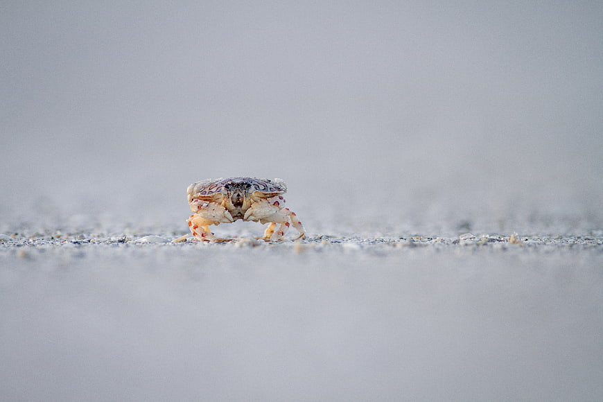 Close-up of a small crab on white sand beach