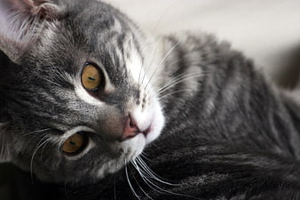 Close-up of a grey tabby cat with yellow eyes
