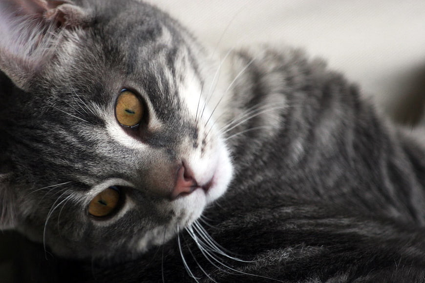 Close-up of a grey tabby cat with yellow eyes
