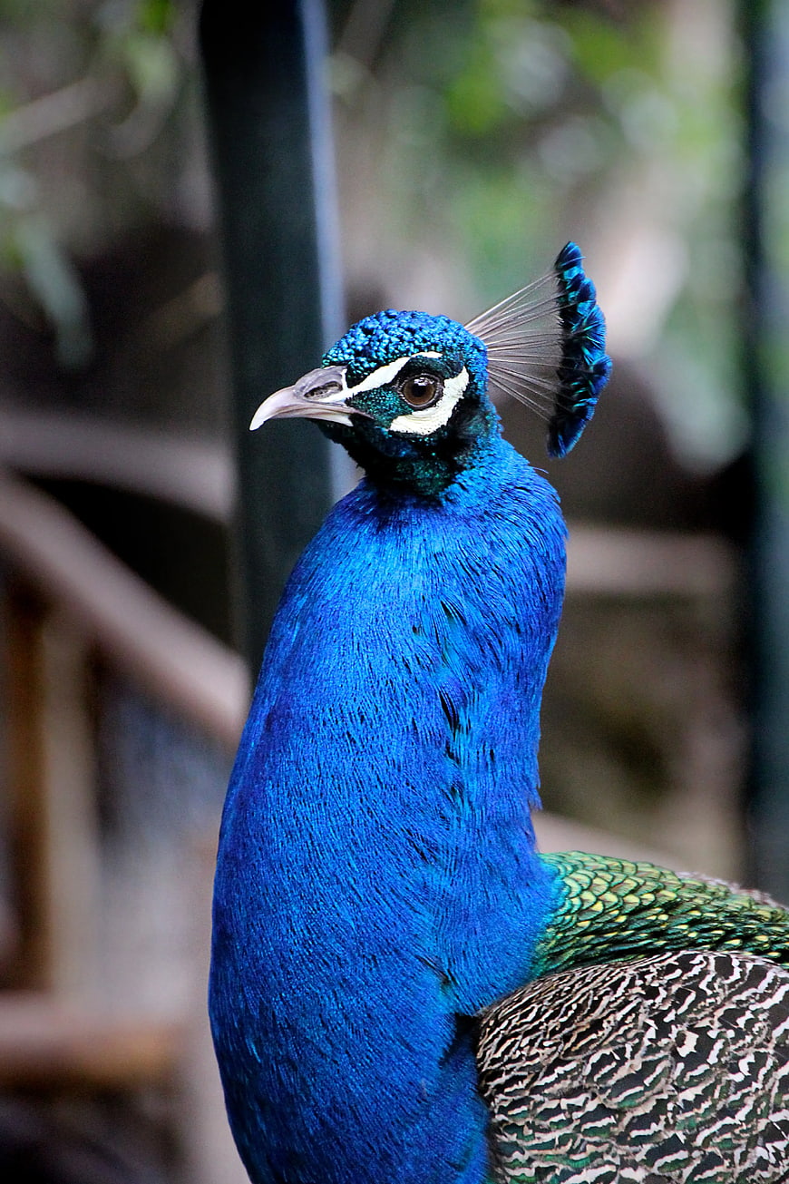 Close-up portrait of a vibrant blue peacock head