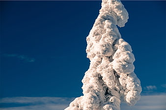 Snow-covered tree branch against deep blue sky