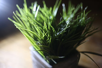 Close-up of fresh green wheatgrass in a white cup