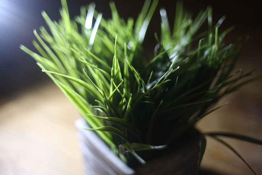 Close-up of fresh green wheatgrass in a white cup