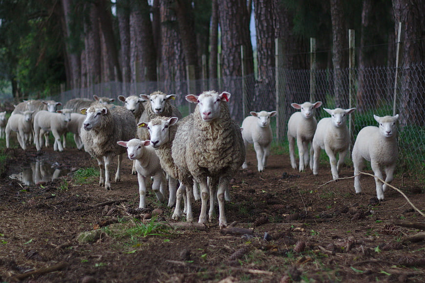 Herd of sheep and lambs walking in a pine forest