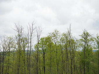 Spring Forest Canopy with Green Leaves and Cloudy Sky