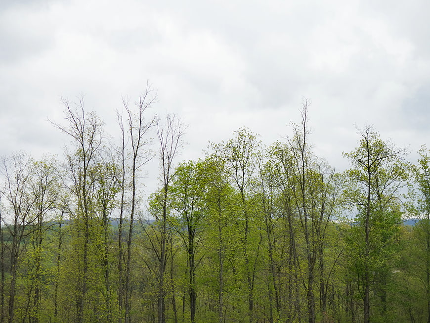 Spring Forest Canopy with Green Leaves and Cloudy Sky