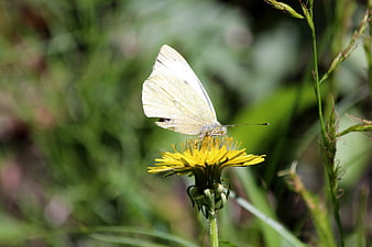 White Butterfly on Yellow Dandelion in Green Meadow