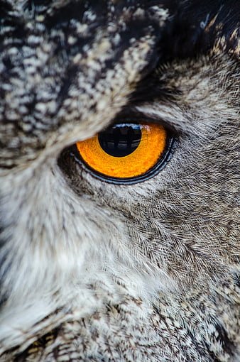 Close-up of an owl's intense orange eye with detailed feathers