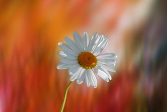 White Daisy Close-Up Against Vibrant Orange Blurred Background
