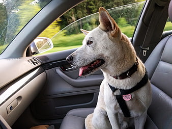 Happy White Dog Sitting in Car Passenger Seat Looking Out Window