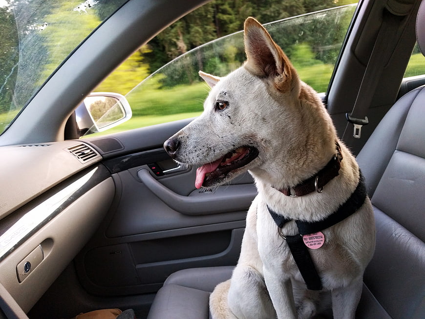 Happy White Dog Sitting in Car Passenger Seat Looking Out Window