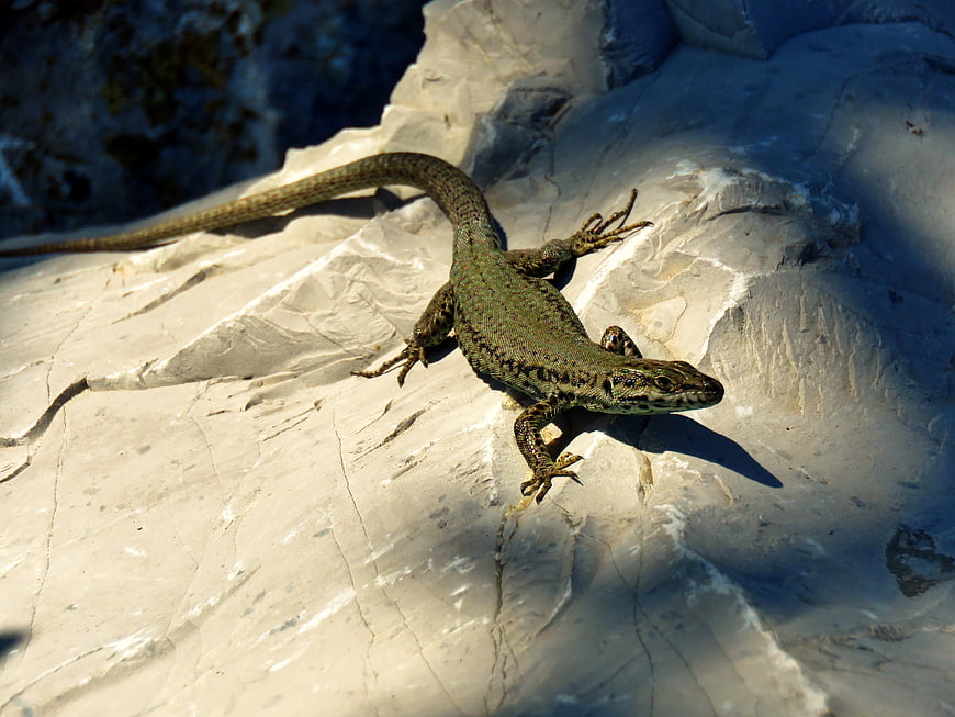 Green lizard basking on a sunlit rock surface