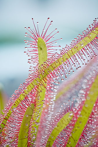 Macro Close-Up of Red Cape Sundew Carnivorous Plant