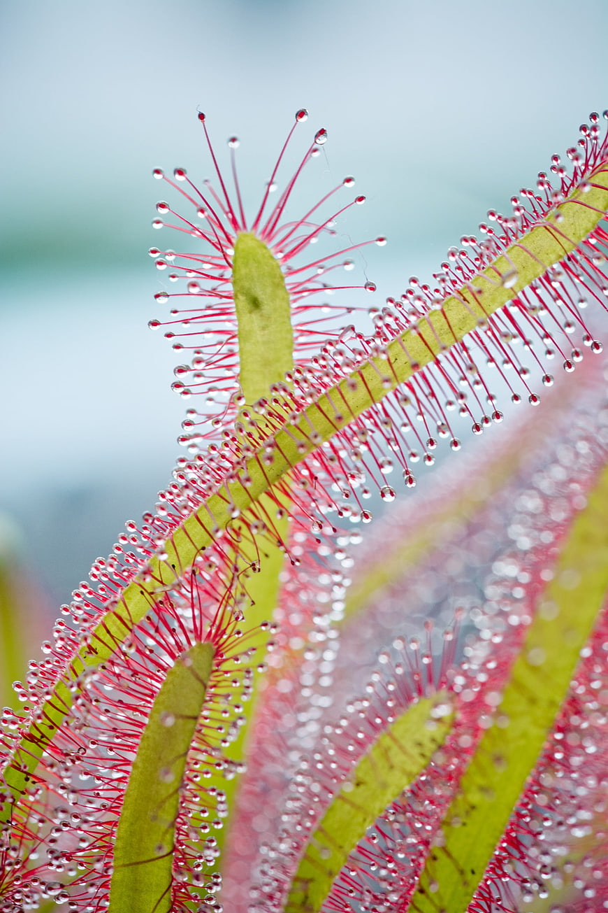Macro Close-Up of Red Cape Sundew Carnivorous Plant