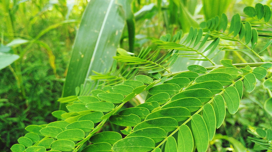 Close-up of vibrant green fern leaves in nature