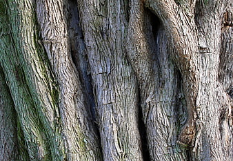 Close-up of old tree bark texture with moss and deep grooves