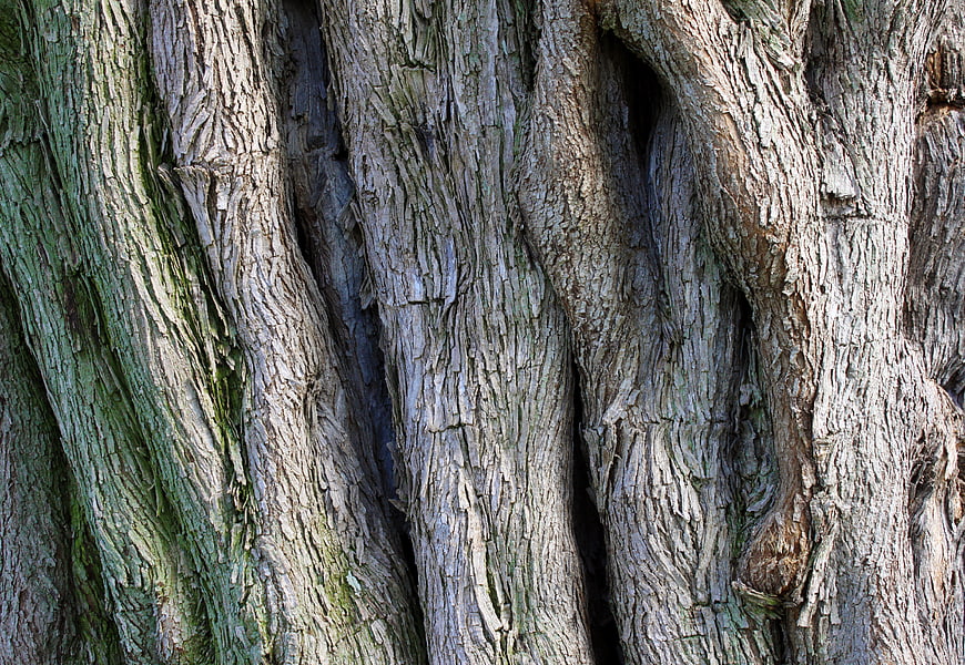 Close-up of old tree bark texture with moss and deep grooves