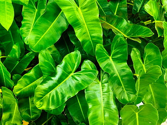 Vibrant Green Tropical Leaves Close Up Nature Background
