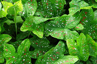 Close-up of Caladium Leaves with Red and White Spots