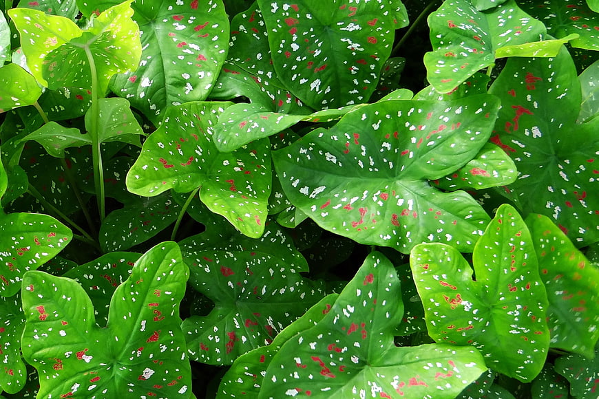 Close-up of Caladium Leaves with Red and White Spots