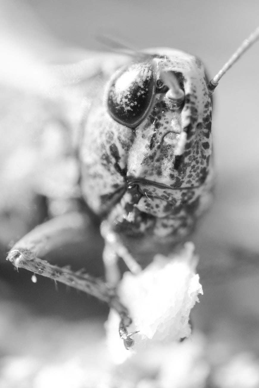 Macro Close-Up of Grasshopper Face in Black and White