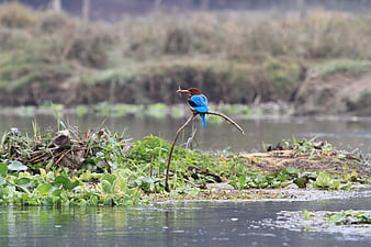 White-backed Kingfisher with Fish in Beak Perched on Branch