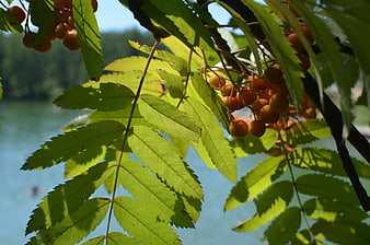 Sunlit Rowan Berries and Leaves by a Lake