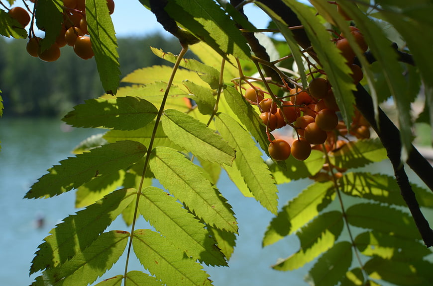 Sunlit Rowan Berries and Leaves by a Lake
