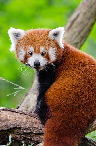 Cute Red Panda Sitting on Tree Branch in Forest