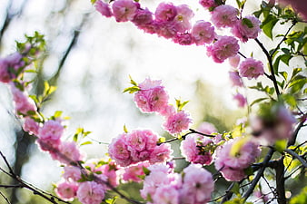 Pink cherry blossoms on branches with blurred background