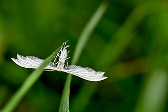 White Plume Moth on Green Grass Blade