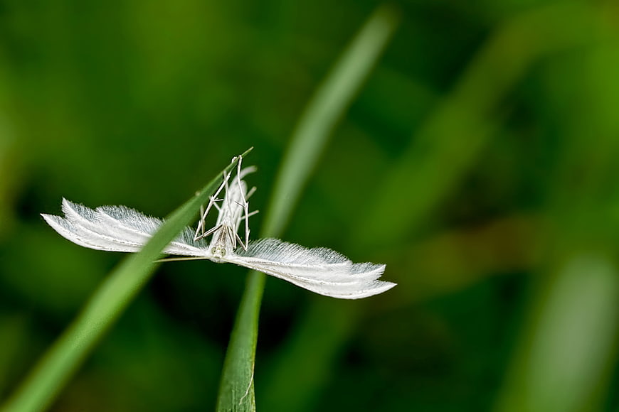 White Plume Moth on Green Grass Blade
