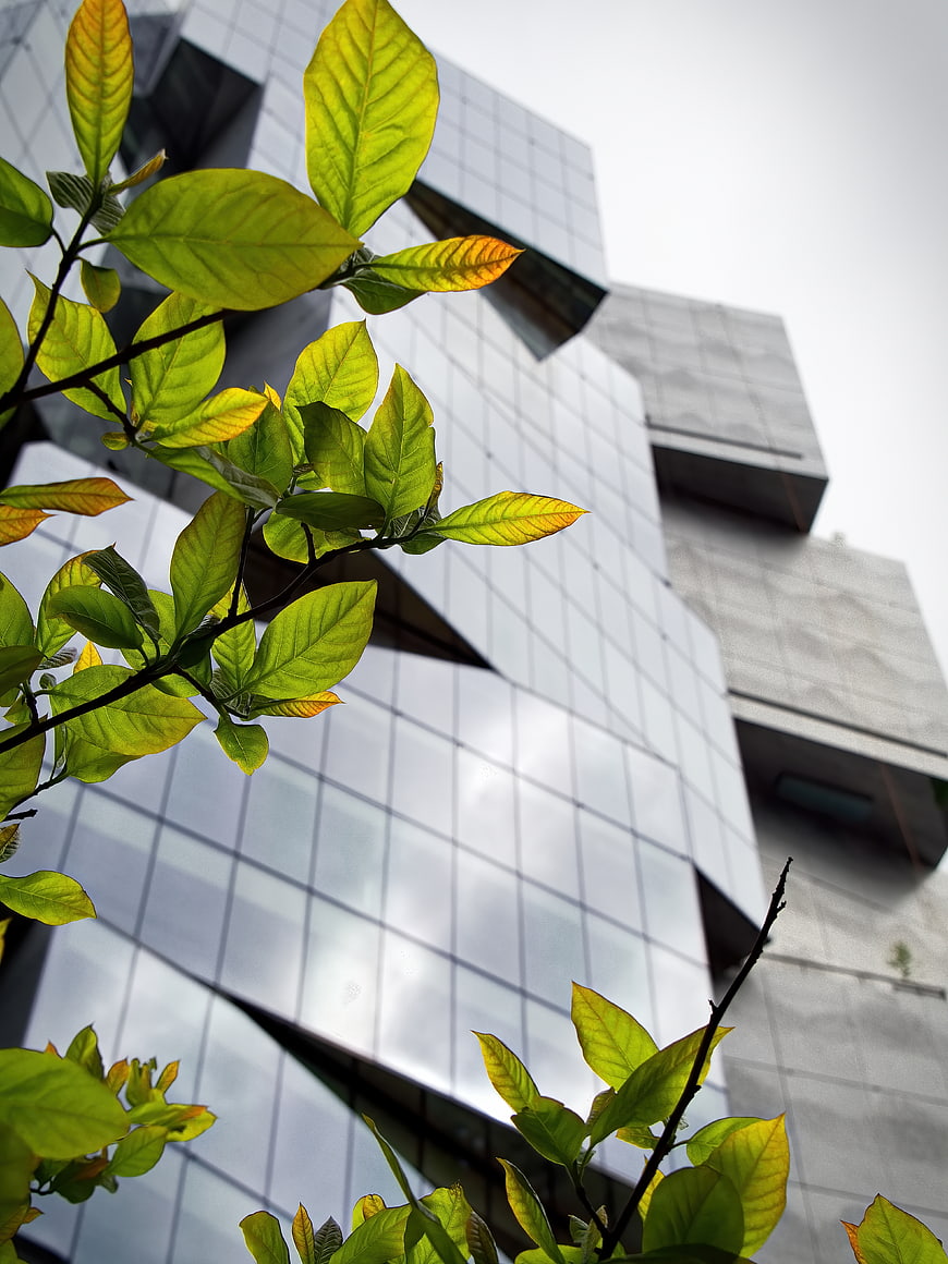 Modern Glass Building with Green Leaves Foreground