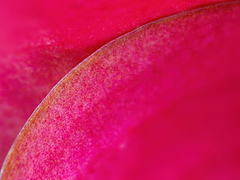 Macro Close-Up of Vibrant Pink Flower Petal Texture