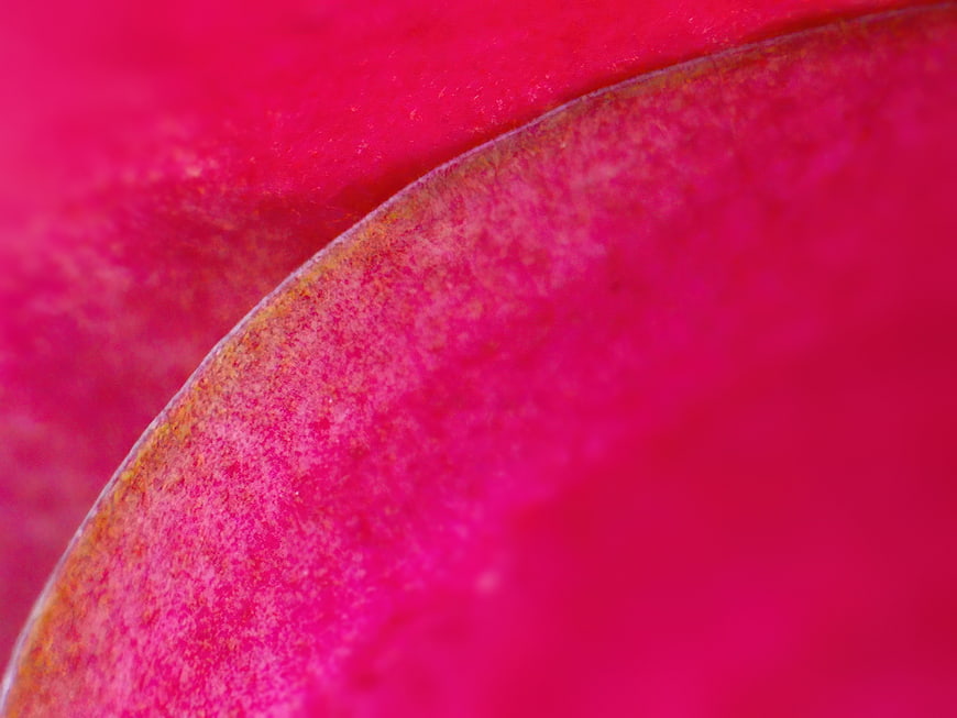 Macro Close-Up of Vibrant Pink Flower Petal Texture