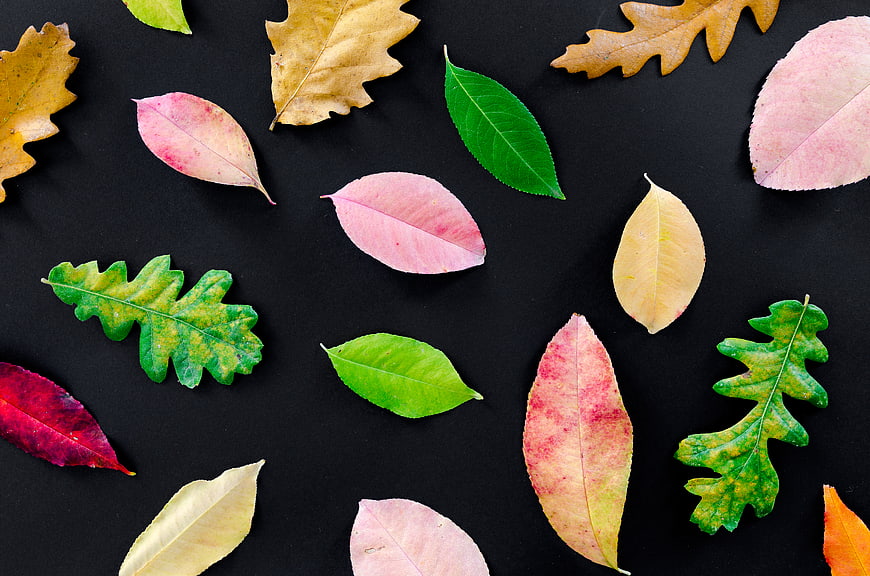 Colorful Autumn Leaves Flat Lay on Black Background