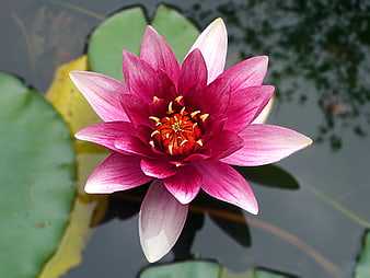 Vibrant Pink Water Lily Floating on Dark Pond Water