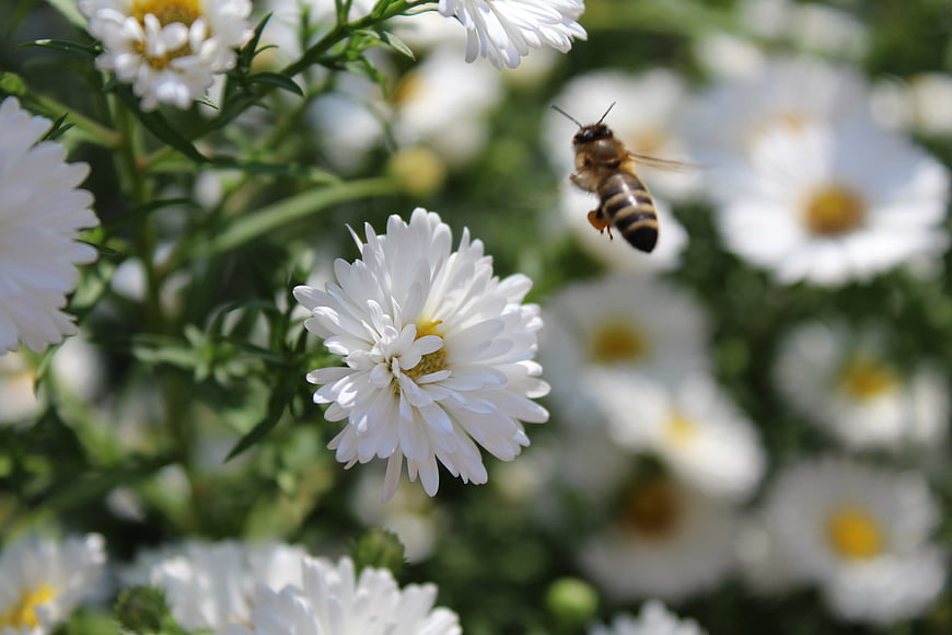 Honey Bee Hovering Near White Aster Flower