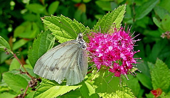White Butterfly on Pink Spirea Flower in Summer Garden