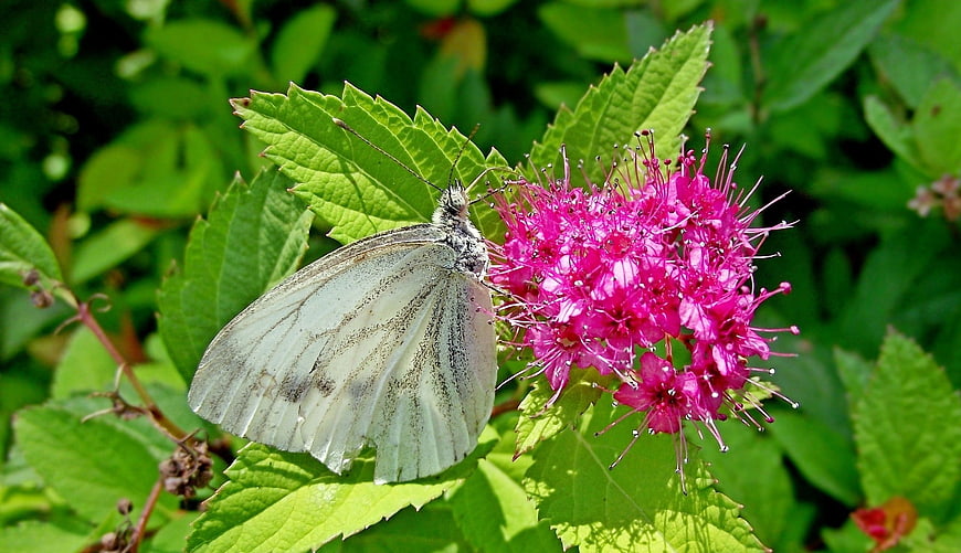 White Butterfly on Pink Spirea Flower in Summer Garden