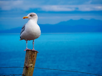 Seagull Perched on Wooden Post with Blue Ocean Background