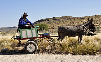 Man Riding Donkey Cart on Rural Road
