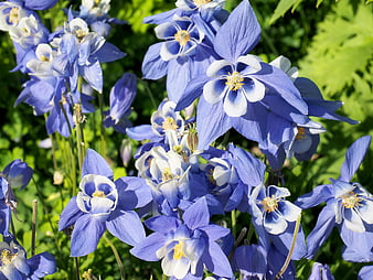 Vibrant Blue Columbine Flowers in Sunlight