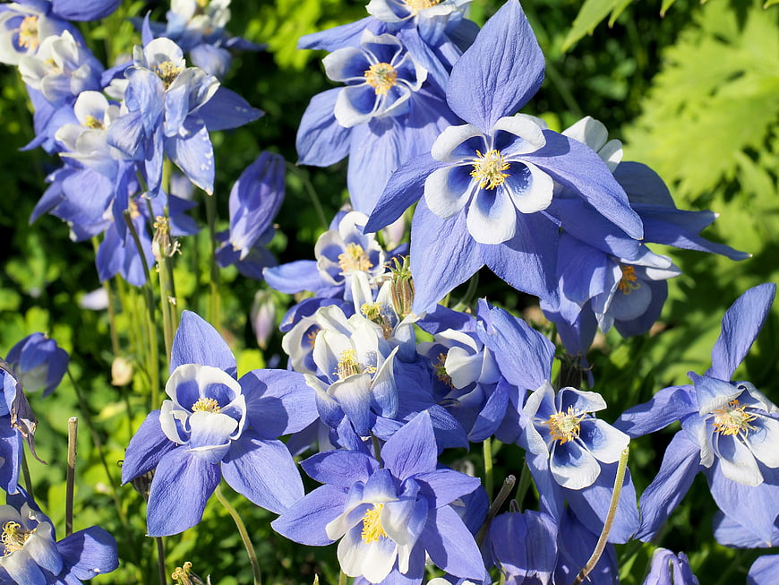 Vibrant Blue Columbine Flowers in Sunlight