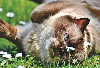 Cute Brown Cat Lying On Grass With Daisies