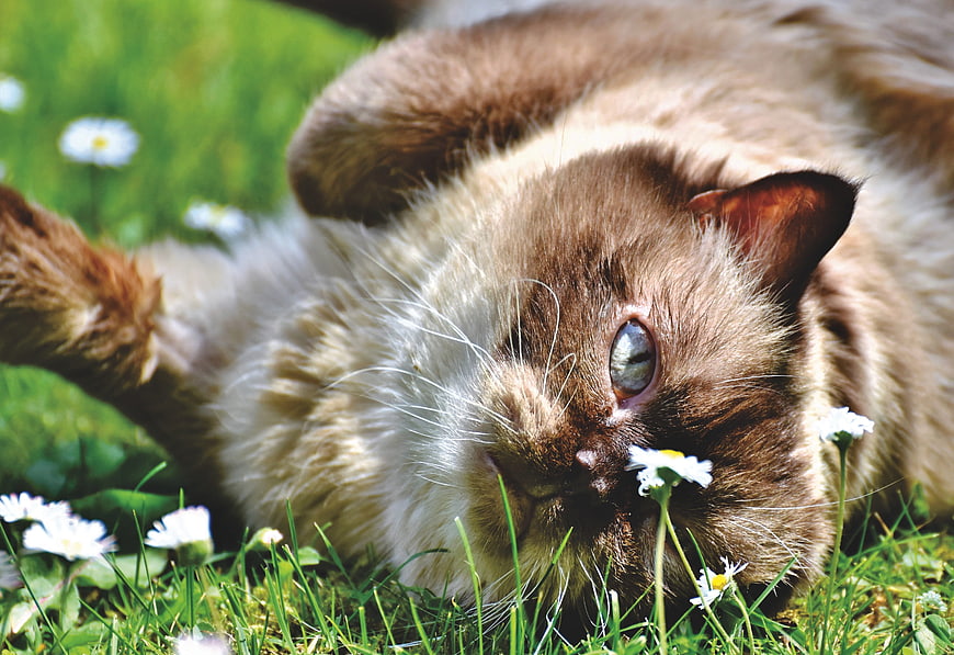 Cute Brown Cat Lying On Grass With Daisies