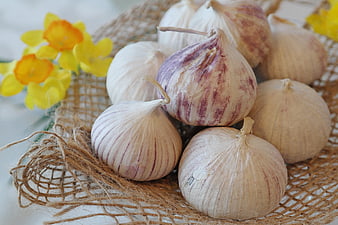 Fresh Garlic Bulbs on Burlap with Yellow Flowers