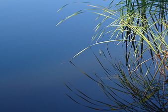 Reeds and Reflections in Calm Blue Water