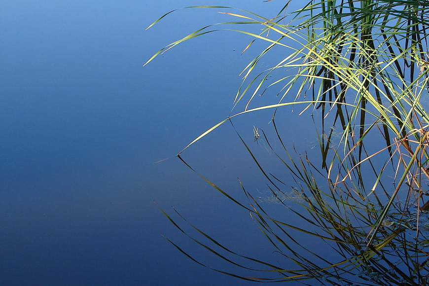 Reeds and Reflections in Calm Blue Water